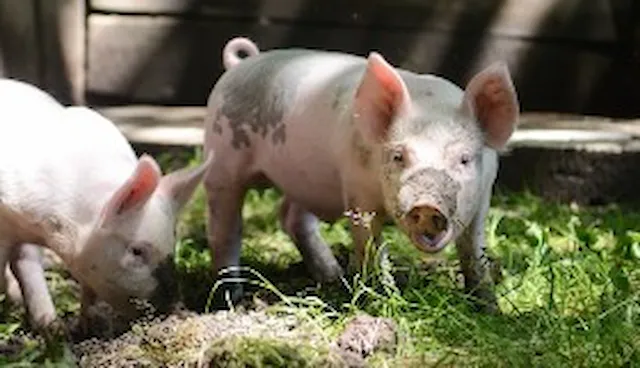 DNV overtager opgaven med at lave audit og kontrol af danske griseproducenter